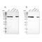 LIM Domain Containing Preferred Translocation Partner In Lipoma antibody, NBP1-89549, Novus Biologicals, Western Blot image 