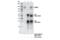 RNA Binding Motif Protein 10 antibody, 18012S, Cell Signaling Technology, Immunoprecipitation image 