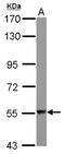 Aspartyl-TRNA Synthetase antibody, LS-C155372, Lifespan Biosciences, Western Blot image 