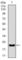 NK2 Homeobox 2 antibody, abx015942, Abbexa, Western Blot image 