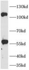 Toll Like Receptor 8 antibody, FNab10155, FineTest, Western Blot image 