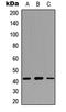 C-X3-C Motif Chemokine Ligand 1 antibody, LS-C354377, Lifespan Biosciences, Western Blot image 