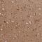 Leucine Rich Repeat Neuronal 3 antibody, PA5-60526, Invitrogen Antibodies, Immunohistochemistry frozen image 