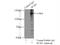 Splicing Factor 3b Subunit 3 antibody, 14577-1-AP, Proteintech Group, Immunoprecipitation image 