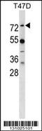 MX Dynamin Like GTPase 1 antibody, 58-344, ProSci, Western Blot image 