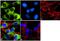 Stathmin 2 antibody, 720178, Invitrogen Antibodies, Immunofluorescence image 