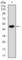 Protein Kinase CAMP-Activated Catalytic Subunit Gamma antibody, abx010610, Abbexa, Western Blot image 