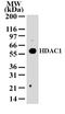 Histone Deacetylase 1 antibody, TA336336, Origene, Western Blot image 