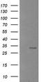 B And T Lymphocyte Associated antibody, LS-B16344, Lifespan Biosciences, Western Blot image 