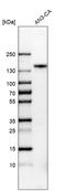 Basic fibroblast growth factor receptor 1 antibody, HPA056402, Atlas Antibodies, Western Blot image 