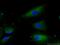 Lipase member H antibody, 16602-1-AP, Proteintech Group, Immunofluorescence image 