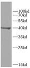 Nanog Homeobox antibody, FNab05541, FineTest, Western Blot image 