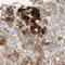 Farnesyl-Diphosphate Farnesyltransferase 1 antibody, NBP1-89560, Novus Biologicals, Immunohistochemistry frozen image 