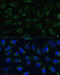 NDUFA4 Mitochondrial Complex Associated antibody, 16-185, ProSci, Immunofluorescence image 