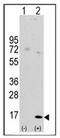 LC3A antibody, AP32164PU-N, Origene, Western Blot image 