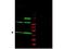 HsMAD2 antibody, TA319158, Origene, Western Blot image 