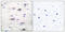Glutamate Ionotropic Receptor AMPA Type Subunit 2 antibody, LS-C117367, Lifespan Biosciences, Immunohistochemistry paraffin image 
