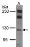 Myosin-Ib antibody, NBP2-19453, Novus Biologicals, Western Blot image 