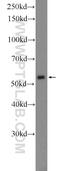 DNA Polymerase Gamma 2, Accessory Subunit antibody, 10997-2-AP, Proteintech Group, Western Blot image 