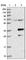 Phospholipid Phosphatase 6 antibody, HPA018096, Atlas Antibodies, Western Blot image 