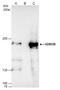Lysine Demethylase 3B antibody, PA5-30634, Invitrogen Antibodies, Immunoprecipitation image 