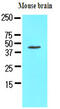 Homer Scaffold Protein 1 antibody, MBS200145, MyBioSource, Western Blot image 