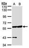 Copine 3 antibody, PA5-21876, Invitrogen Antibodies, Western Blot image 