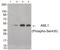 RUNX Family Transcription Factor 1 antibody, 79-893, ProSci, Western Blot image 