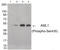 Aml1 antibody, 79-893, ProSci, Western Blot image 