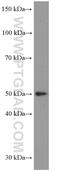 Lipase H antibody, 66303-1-Ig, Proteintech Group, Western Blot image 