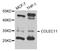 Collectin Subfamily Member 11 antibody, orb373269, Biorbyt, Western Blot image 