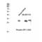 Activating Transcription Factor 1 antibody, LS-C380888, Lifespan Biosciences, Western Blot image 