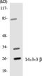 Tyrosine 3-Monooxygenase/Tryptophan 5-Monooxygenase Activation Protein Beta antibody, LS-C200059, Lifespan Biosciences, Western Blot image 