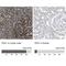 Flap Structure-Specific Endonuclease 1 antibody, NBP1-84697, Novus Biologicals, Immunohistochemistry paraffin image 