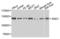 Staphylococcal Nuclease And Tudor Domain Containing 1 antibody, LS-C334352, Lifespan Biosciences, Western Blot image 