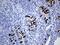 Trefoil Factor 3 antibody, MA5-27470, Invitrogen Antibodies, Immunohistochemistry paraffin image 