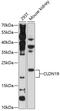 Claudin 19 antibody, 18-842, ProSci, Western Blot image 