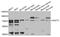 Dishevelled Binding Antagonist Of Beta Catenin 3 antibody, STJ110579, St John