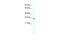 Homeobox B7 antibody, 28-613, ProSci, Western Blot image 