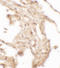 WAP Four-Disulfide Core Domain 2 antibody, LS-C201123, Lifespan Biosciences, Immunohistochemistry frozen image 