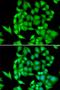 Golgi Reassembly Stacking Protein 1 antibody, orb247522, Biorbyt, Immunocytochemistry image 