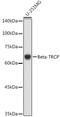 Beta-Transducin Repeat Containing E3 Ubiquitin Protein Ligase antibody, GTX55536, GeneTex, Western Blot image 