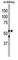 Cysteine protease ATG4D antibody, abx030037, Abbexa, Western Blot image 