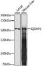 Ras GTPase-activating-like protein IQGAP2 antibody, A15392, ABclonal Technology, Western Blot image 
