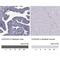 Coiled-Coil Domain Containing 40 antibody, NBP1-82162, Novus Biologicals, Immunohistochemistry paraffin image 