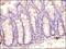 Toll Like Receptor 3 antibody, NBP2-24875, Novus Biologicals, Immunohistochemistry paraffin image 