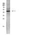 Cellular Communication Network Factor 6 antibody, STJ98950, St John