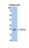 Adiponectin, C1Q And Collagen Domain Containing antibody, LS-C292656, Lifespan Biosciences, Western Blot image 