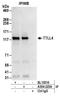 Tubulin Tyrosine Ligase Like 4 antibody, A304-223A, Bethyl Labs, Immunoprecipitation image 