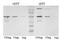 Simian Immunodeficiency Virus Nef antibody, MA1-71522, Invitrogen Antibodies, Western Blot image 